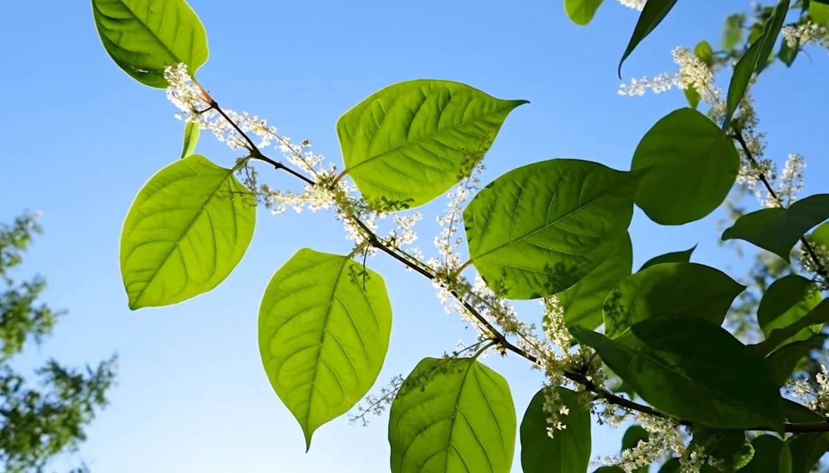 Feuillage et fleurs de renouée du Japon sur fond de ciel bleu — projet Renouée Renouveau, DÉFI 2025