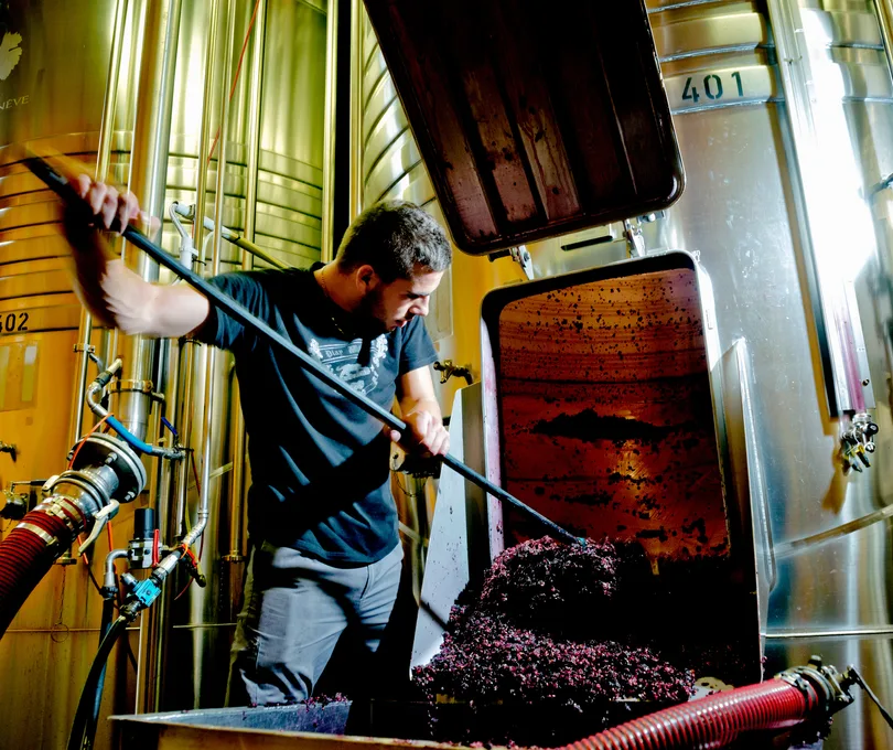 Vigneron vidant une cuve de marc de raisin dans un chai, parmi des cuves en inox