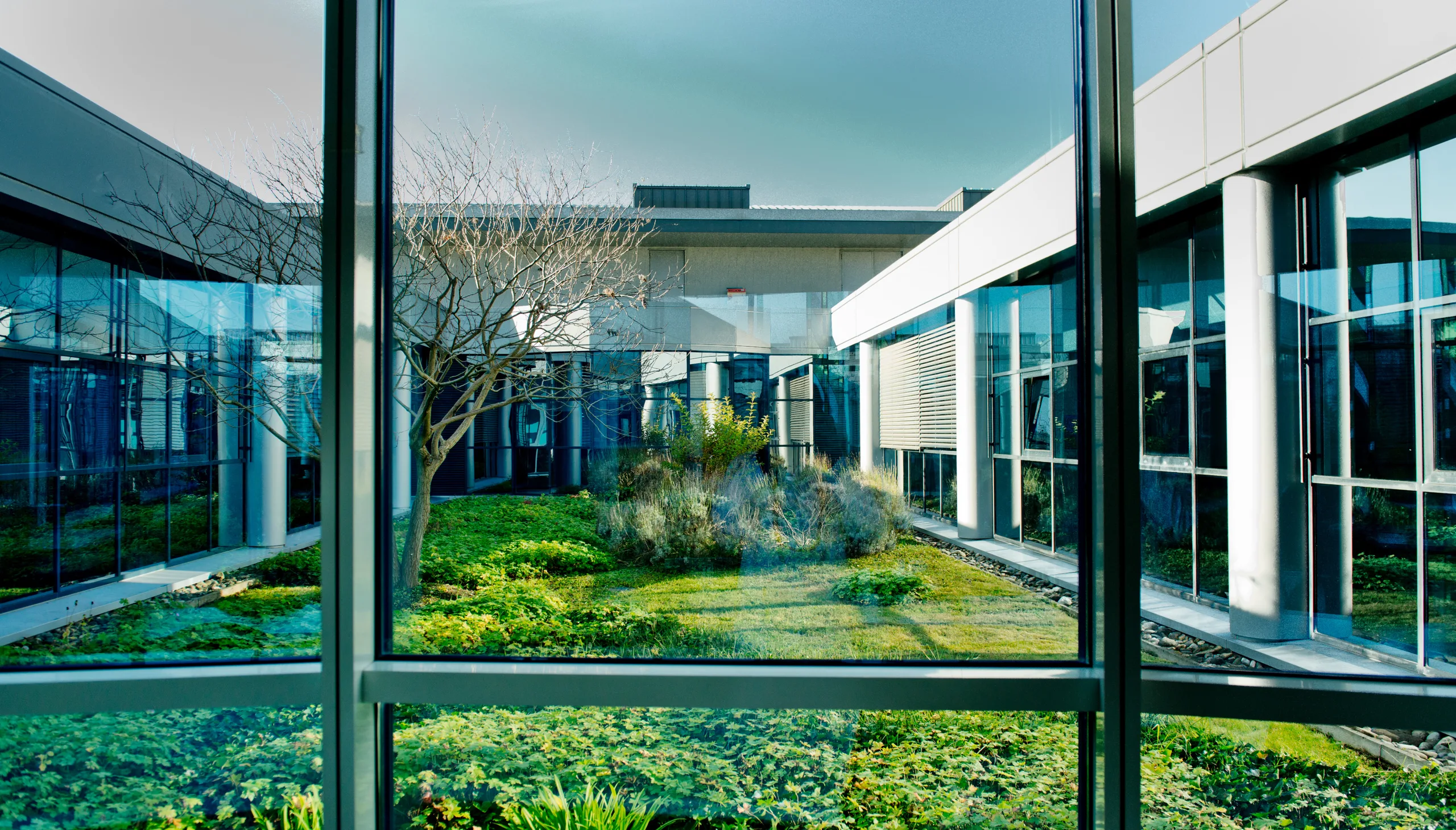 Cour intérieure végétalisée d'un bâtiment, vue à travers une façade vitrée