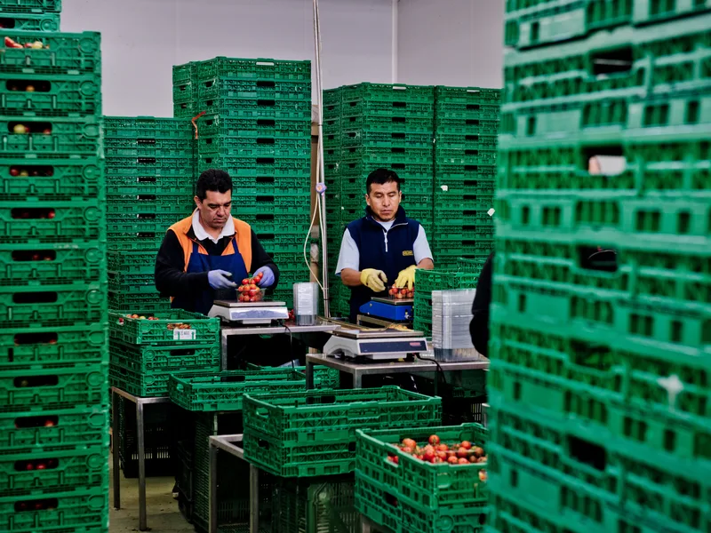 Ouvriers triant et pesant des fruits parmi des caisses empilées dans un entrepôt